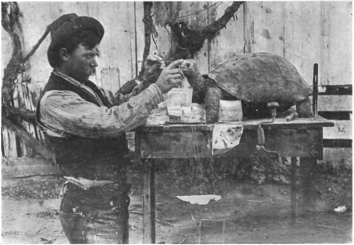 sarahbezan's tweet photo. Curious about the history of tortoise extinction in the Galápagos? Check out my interview on "The Endling Taxidermy of Lonesome George" with the podcast @Knowing_Animals! @sharc https://t.co/oV1p06O78q https://t.co/luiTgoxanw