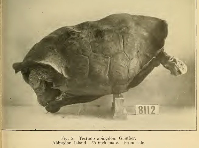 sarahbezan's tweet photo. Curious about the history of tortoise extinction in the Galápagos? Check out my interview on "The Endling Taxidermy of Lonesome George" with the podcast @Knowing_Animals! @sharc https://t.co/oV1p06O78q https://t.co/luiTgoxanw