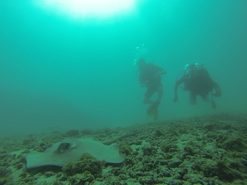 New photo for Scuba Diving Anfibios Huatulco #reefbuddies bit.ly/2SrpgTS