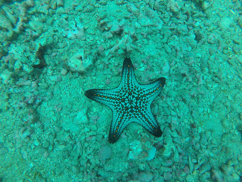 New photo for Scuba Diving Anfibios Huatulco #reefbuddies bit.ly/2SrpgTS