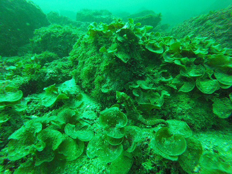 New photo for Scuba Diving Anfibios Huatulco #reefbuddies bit.ly/2SrpgTS