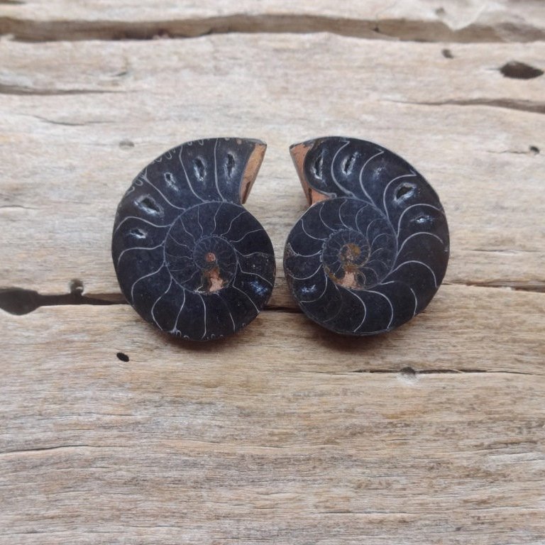 Pair black Ammonite cabochons 30x25mm etsy.me/2Sq3vnl #supplies #black #jewelrymaking #setof2cabochons #cabochon #ammonitecabochon #ammonite #ammonitefossil #minerals
