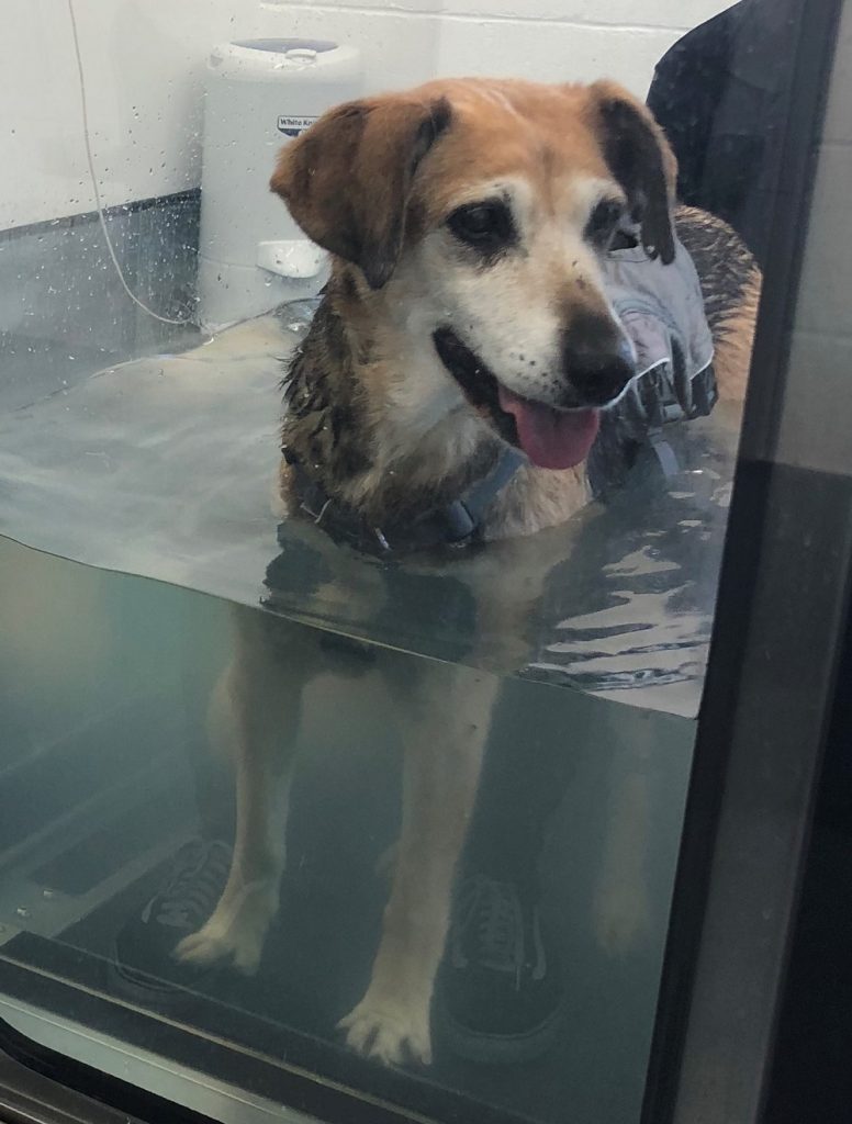 IAmSallyDog's tweet photo. How Hydro is Helping Me https://t.co/oZeJrcAM6J https://t.co/uDCfHbsP6R