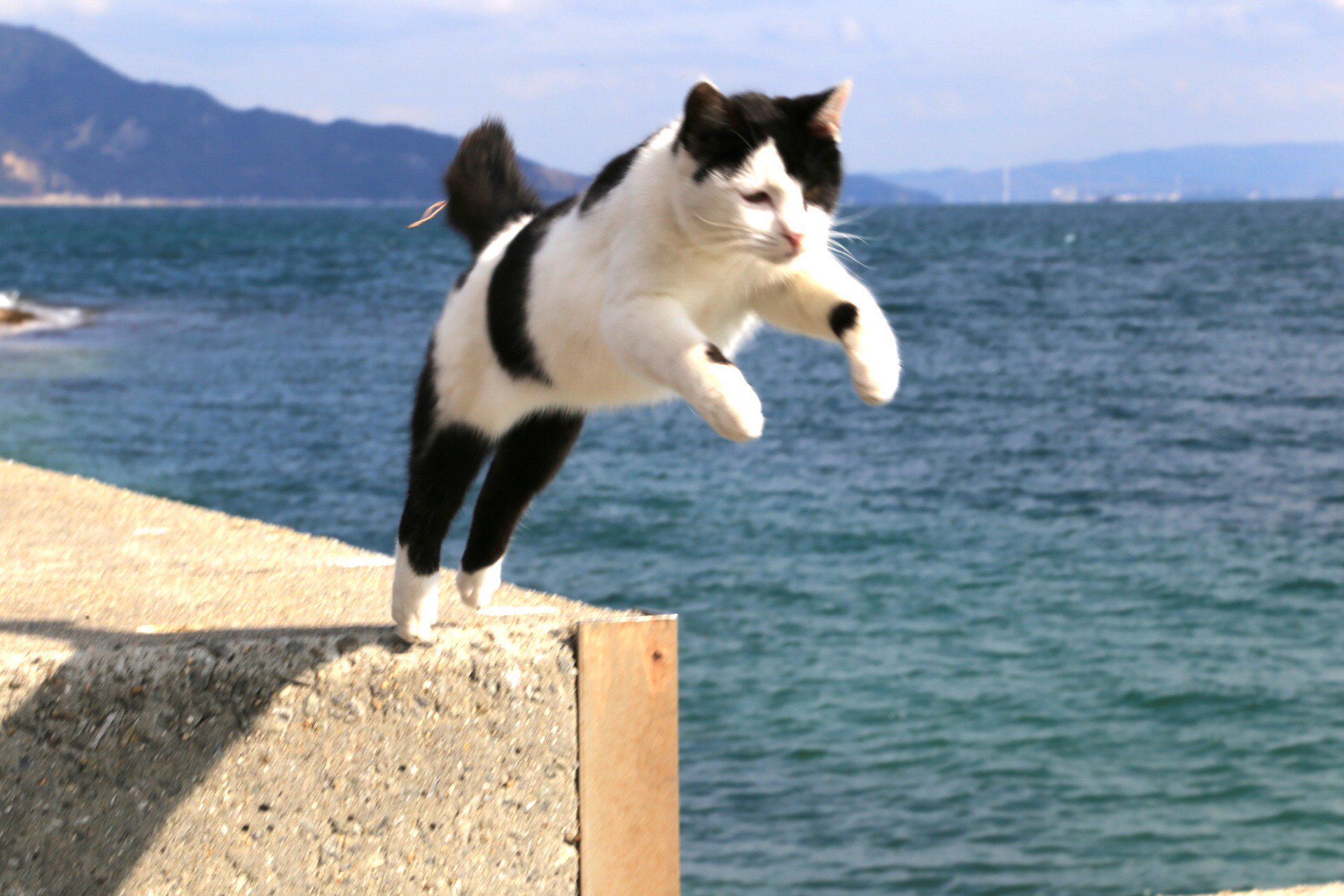 パスタ 10周年 佐柳島の飛び猫 飛びねこ T Co 5rtgkc1iyu Twitter パスタ 10周年 佐柳島の飛び猫 飛びねこ T Co 5rtgkc1iyu Twitter