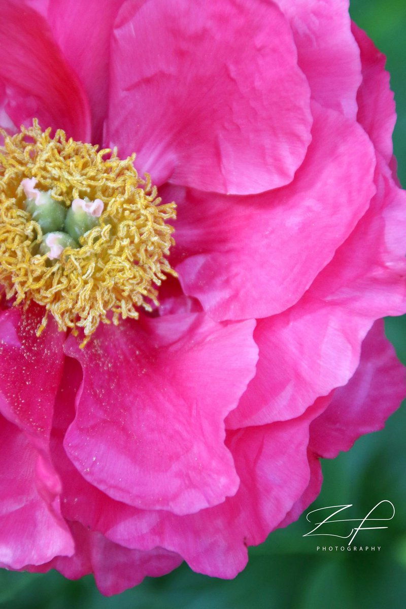 ZFPhotography's tweet photo. It has been such no snow winter...
🌸❄️🌸 ⠀⠀⠀⠀⠀⠀⠀⠀⠀⠀⠀⠀ ⠀⠀⠀⠀⠀⠀⠀⠀⠀⠀⠀⠀ ⠀⠀⠀⠀⠀⠀⠀⠀⠀⠀⠀⠀ ⠀⠀⠀⠀⠀⠀⠀⠀⠀⠀⠀⠀ ⠀⠀⠀⠀⠀⠀⠀⠀⠀⠀⠀⠀ ⠀⠀⠀⠀⠀⠀⠀⠀⠀⠀⠀⠀ ⠀⠀⠀⠀⠀
#ZFPhoto #NoShowSnow #PinkFlower #SoftPetals #NoSnowWinter https://t.co/BT6erWMTne