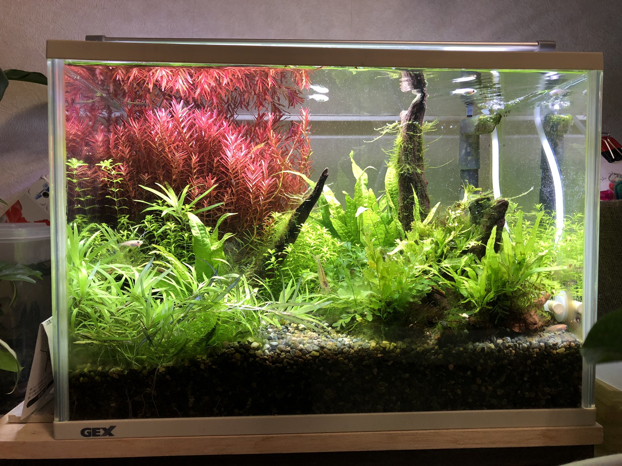 Kamita36 底面フィルター 大磯砂 無加温 19 2 11 T Co 1bgrqgr9vc Twitter