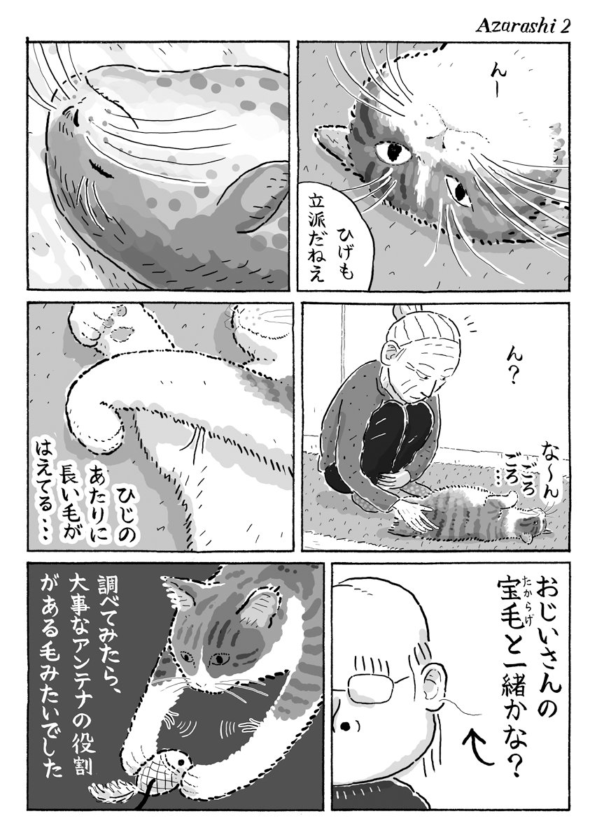 2ページ猫漫画「アザラシと宝毛」#洞毛#触覚毛#宝毛 