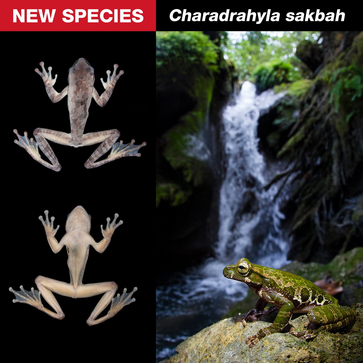 HERPMX's tweet photo. Víctor H. Jiménez-Arcos and collaborators have discovered a new species of treefrog in Oaxaca, Mexico: Charadrahyla sakbah. The species' name is derived from the Mixteco word “sa’bah” meaning “frog”.
Full description here: https://t.co/m0b74pQCKp https://t.co/stBWntm2Xr