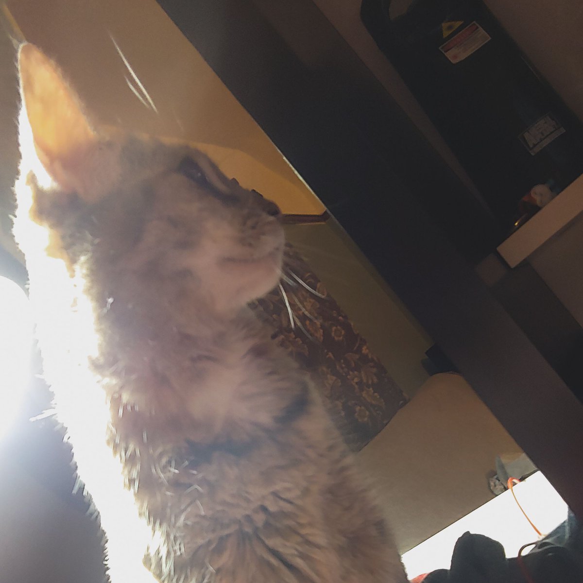 FyreyFenyx's tweet photo. Willow telling everyone to be quiet so mom can stream Cinderella Phenomenon! https://t.co/4mOpjZLGCz #streamingcat #streamcat #felinesupervisor #catboss #felinefamily #gamingfolk #twitchstreamer #newtostream #streamnewbie #supportsmallstreamers #smallstreamercommunity https://t.co/0WwDBkEyIK