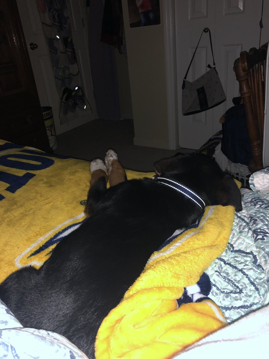 gnat65's tweet photo. Good night from Bevins! #AdoptHim #FosteringIsImportant @TNProverbs1210 https://t.co/I9BdpHojHV