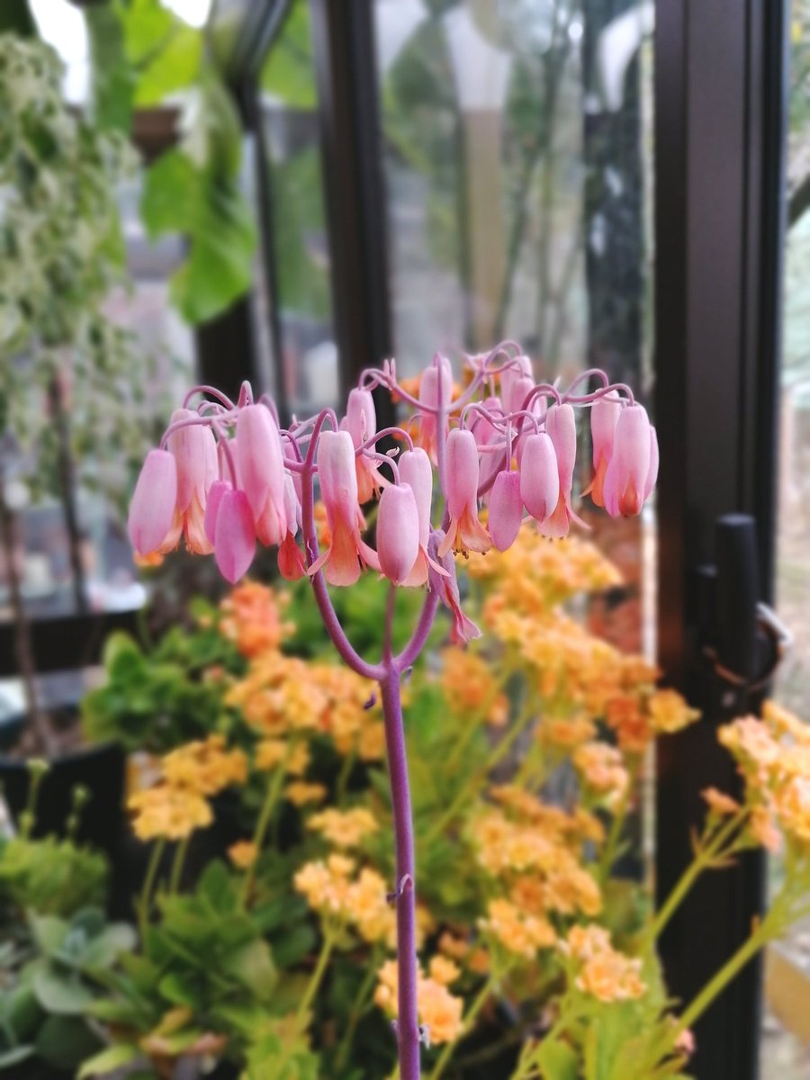 𓃴 土屋仁応 Yoshimasa T Twitter वर もらった多肉植物を育てていたら 想定外にかわいい花が咲きました カランコエ リンリンという流通名の植物のようです