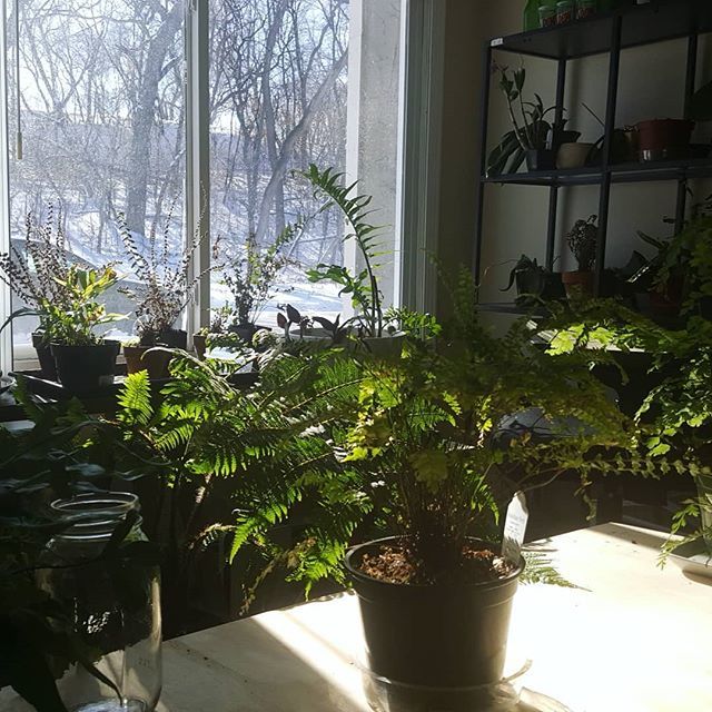 megalonyx_'s tweet photo. Just spent all day pruning and watering and aerating everyone. #ferns #houseplants #houseplantjournal #interiorrewilding #indoorgarden #houseplantclub https://t.co/CcyMZnMlRE https://t.co/z5XtYO4j9u