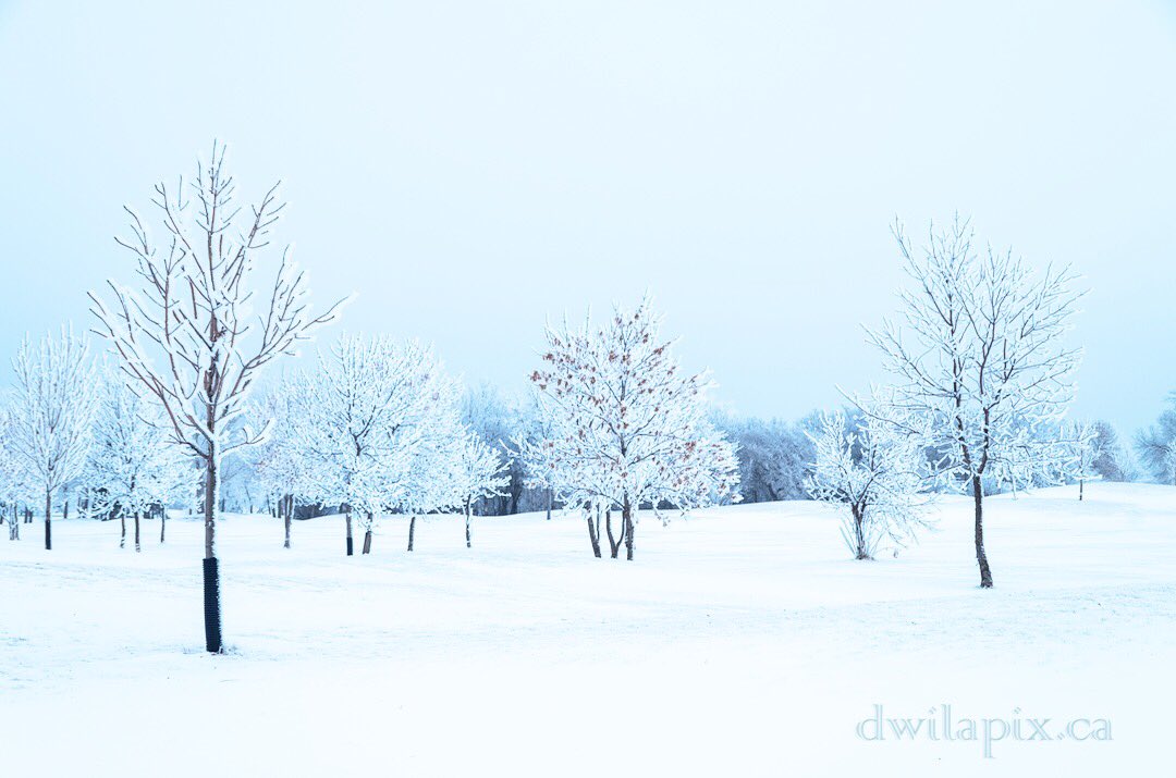 dwilapix's tweet photo. Golf course in winter. Still looks perfectly manicured. #prairiesnorth #nature_fantastically #beautifulscenery #moody_nature #everything_imaginable #goneoutdoors #likeapainting #ig_awesome_clicks #heyihadtosnapthat #stellar_shots #click_dynamic #allbeauty_addiction #exceptional https://t.co/i5yFyerRMn