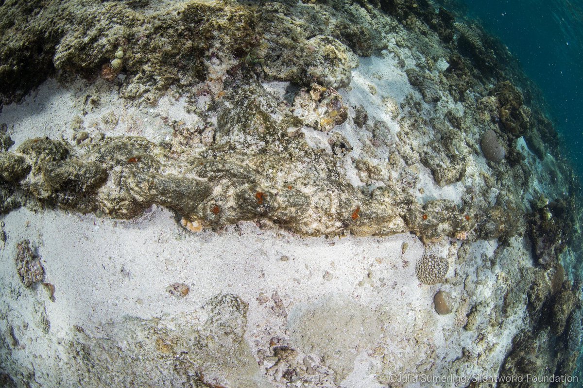 Regular shapes draw the eye of a maritime archaeologist -straight lines, repeating patterns. A length of chain was the first sign of a potential shipwreck at Boot Reef on our expedition with @seamuseum_ in Dec'18. Now to follow the chain..📸 J. Sumerling #maritimemonday #bootreef