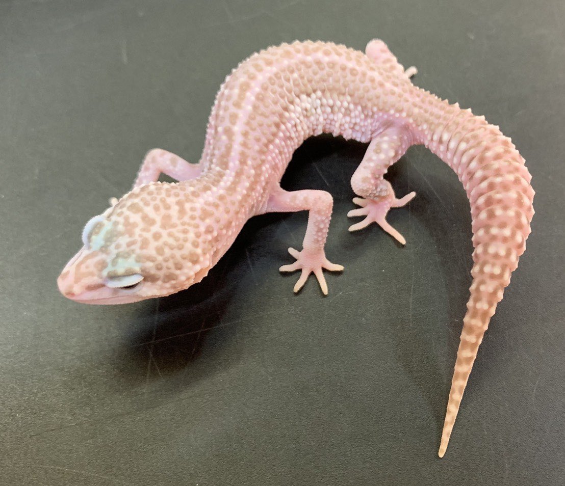 爬虫類倶楽部中野本店　本アカウント tweet media