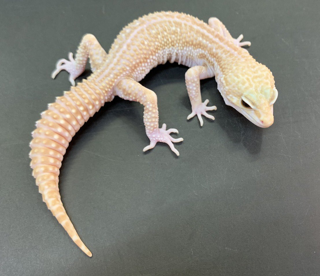 爬虫類倶楽部中野本店　本アカウント tweet media