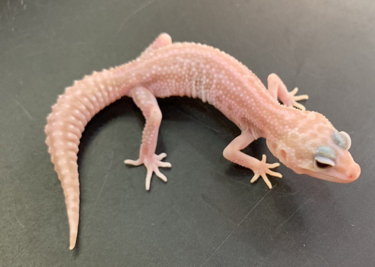 爬虫類倶楽部中野本店　本アカウント tweet media