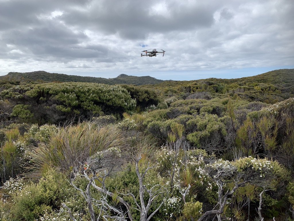Drone flying over Whenua Hou scrub.