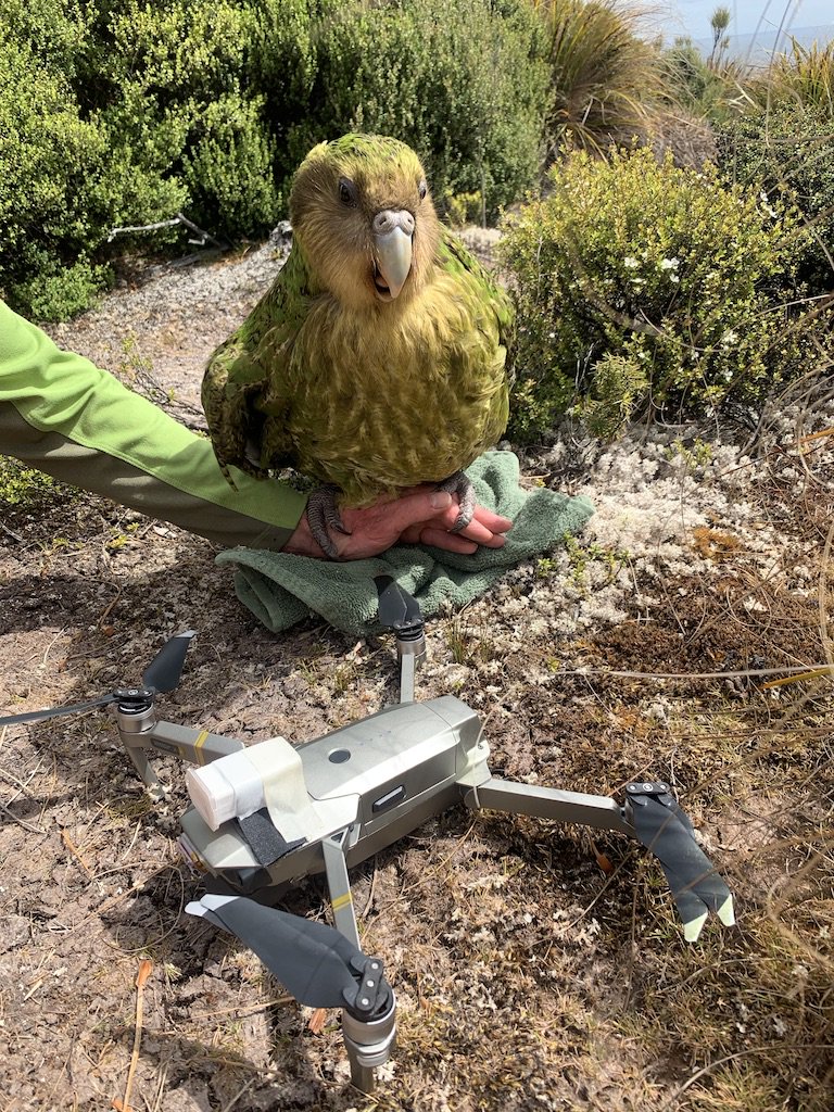 Kakapo with a drone