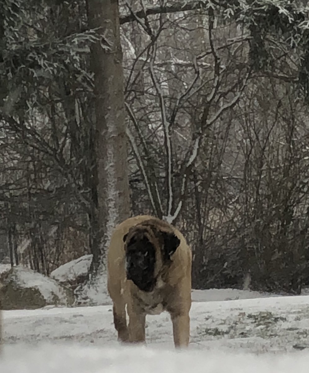 vyaersi's tweet photo. @dog_rates This is Rugby! He loves snow and saying: Bring it on!!! https://t.co/mzA3ZJjM8m
