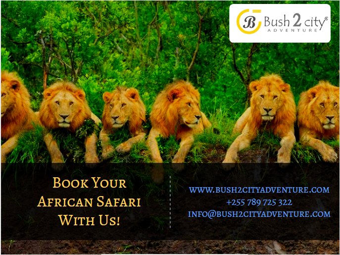 bush2city's tweet photo. When it comes to choosing which destination to visit for a safari holiday - we're convinced that #Africansafari is, without a doubt, the best safari destination on earth! 
Bush2cityadventure experts @ https://t.co/ynVupVtx3Z https://t.co/k4wbsVYDBS