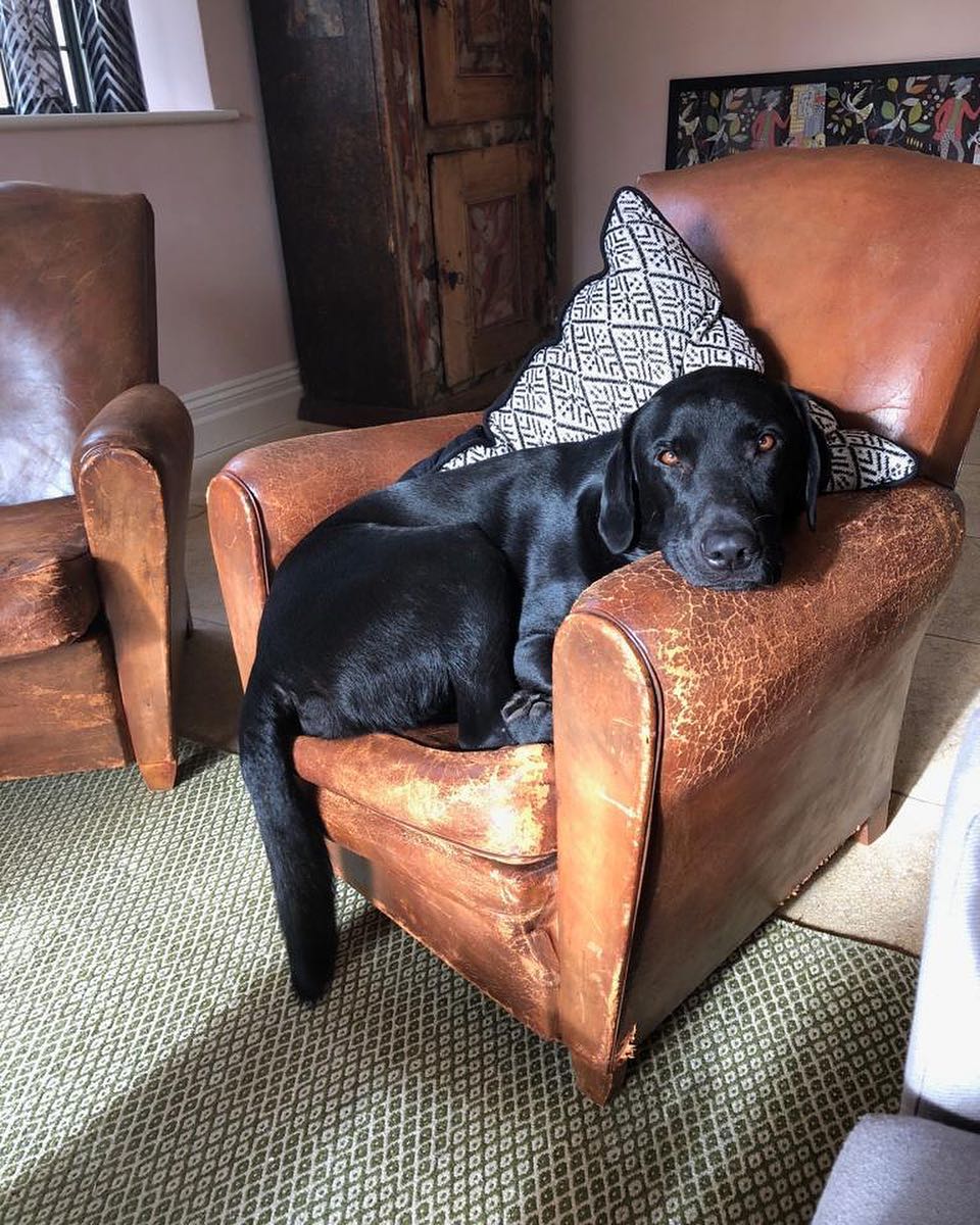 milliewarnerire's tweet photo. Leonard appreciation post ♡🐶 https://t.co/t7YGZ7YtyB