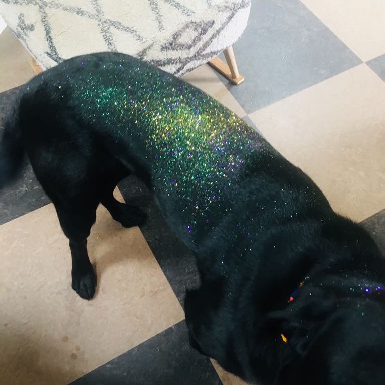milliewarnerire's tweet photo. Leonard appreciation post ♡🐶 https://t.co/t7YGZ7YtyB