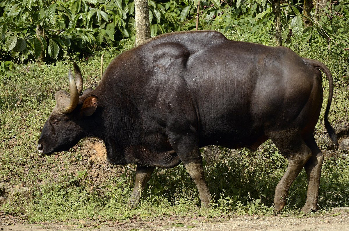 A Daeng is technically a Gaur, not a Bull. Also known as the Indian Bison. These brothers are native to South & Southeast Asia and they are huge. They will Fuck You Up!! They're the tallest of the wild cattle species  https://en.wikipedia.org/wiki/Gaur 