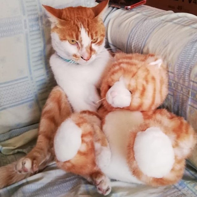 keni_gb's tweet photo. #MeDaElAtaque de ternura ver a mi gato con su peluchito 🤣🤣😍😍😍😍 https://t.co/d00td8P1qZ
