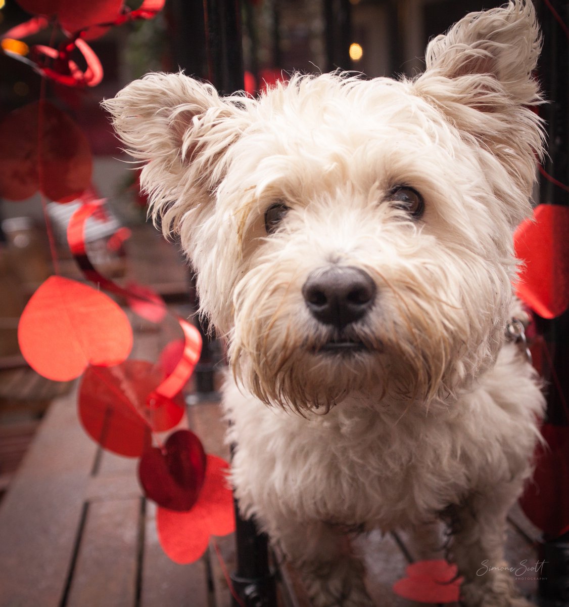 AllDogsMatter's tweet photo. It may have rained but love was certainly in the air for our Valentine's Walk yesterday. Thank you so much to everyone who braved the very British weather to share the love and support our rescue and rehoming work. We raised hundreds of pounds for our dogs! Credit: @mod_dog_train https://t.co/X3E6dDxRtg