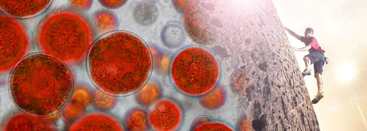 PRNewswireIL's tweet image. #Algatech #Delivers #Potent #Astaxanthin in #Whole-food #Format ow.ly/5YLF30nEGkq  @Algatech98