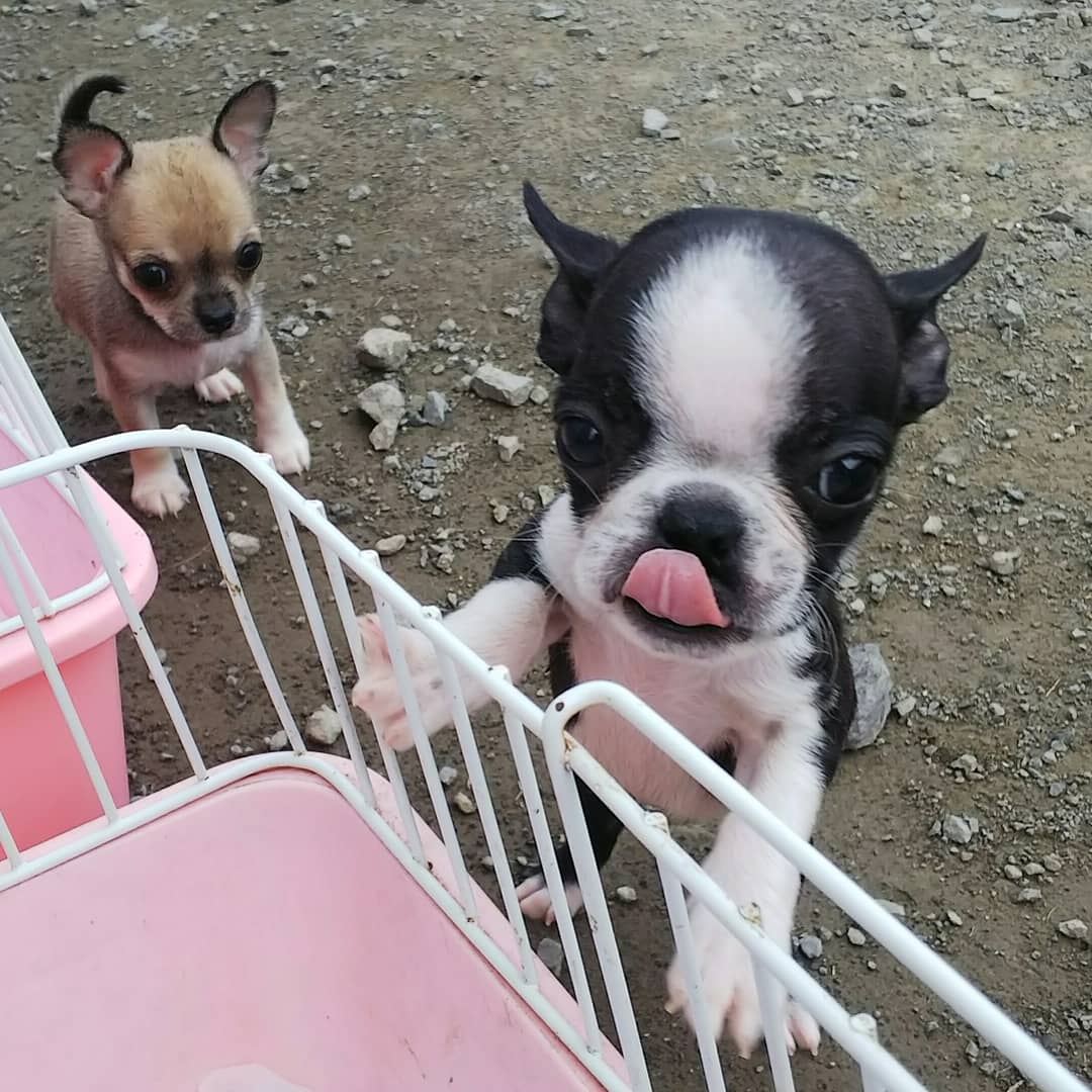 子犬のイタズラ Twitter Search Twitter