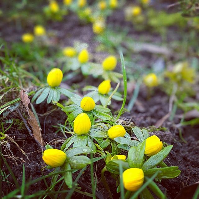 liquid_black's tweet photo. Spring starting in Skåne, Sweden
#gulsippor #sweden #skåne #shotonpixel #Teampixel https://t.co/ASvQk0uhj6