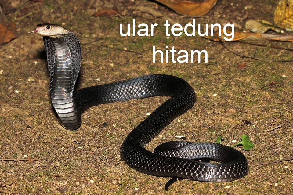 Gambar Logo Ular Hitam Gambar Logo Ular Hitam