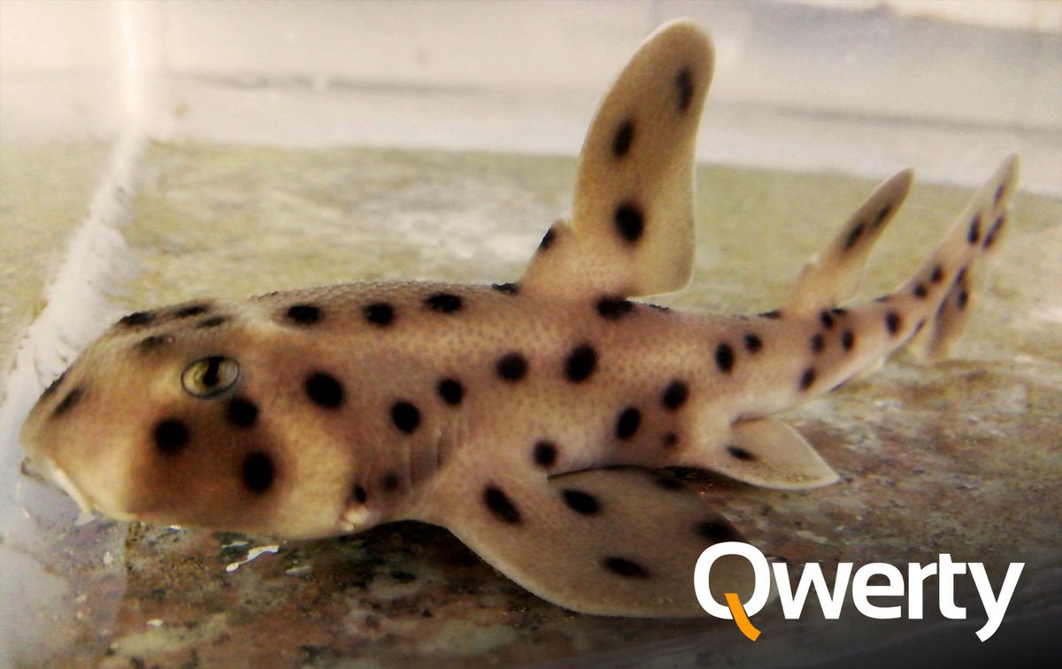 qwertypodcast_'s tweet photo. A la "rata de biblioteca" Le ha salido un duro competidor, el "tiburón de laboratorio" 🦈 Nace el primer escualo incubando en cautividad @UleamEcuador @oscar_gomez #podcast #podcastdeldía #Ciencia #radio https://t.co/XwAYifMWhT https://t.co/CYak7Izntd