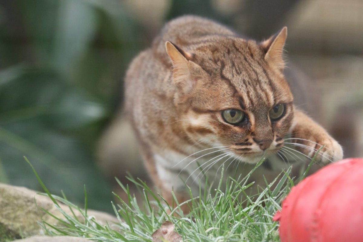 #CATFACTMONDAY 
Did you know that the Rusty-spotted cat's diet can include a huge variety of other species, but mainly consists of small rodents such as the Ceylon spiny mouse? Here is our very own Nuwara about to pounce on her enrichment feed! #BCSDidYouKnow #rustyspottedcat