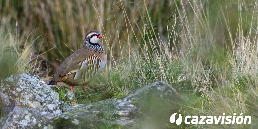 Muy buenos días familia 🙃 ¡comenzamos semana! 💪

En la mayoría de las CCAA ya ha terminado la temporada de caza menor. 
Contadnos, ¿qué tal ha ido? 🤔

#caza #cazadores #BuenosDías #FelizSemana #FelizLunes