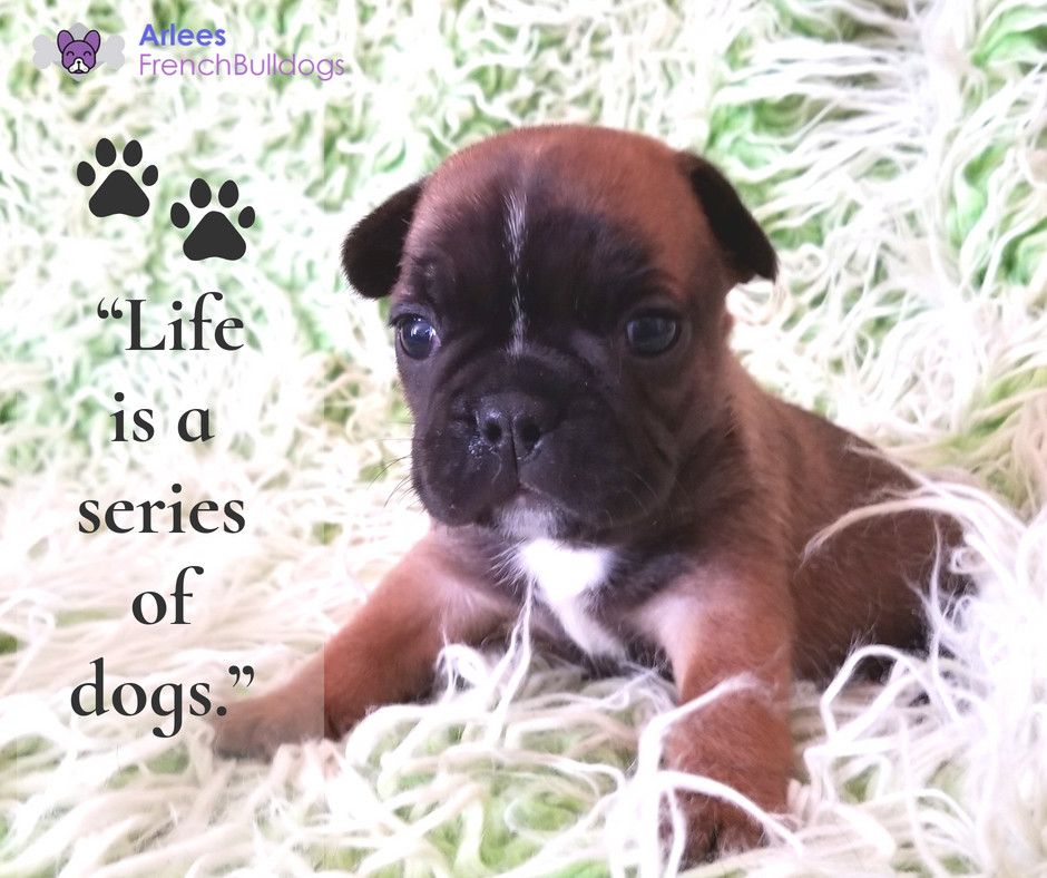 “Life is a series of dogs.”  - Arlees French Bulldogs

“We are the home of your new friend”

#frenchieforsale #frenchbulldogbreeder #frenchiebreeder #bestfrenchiebreeder