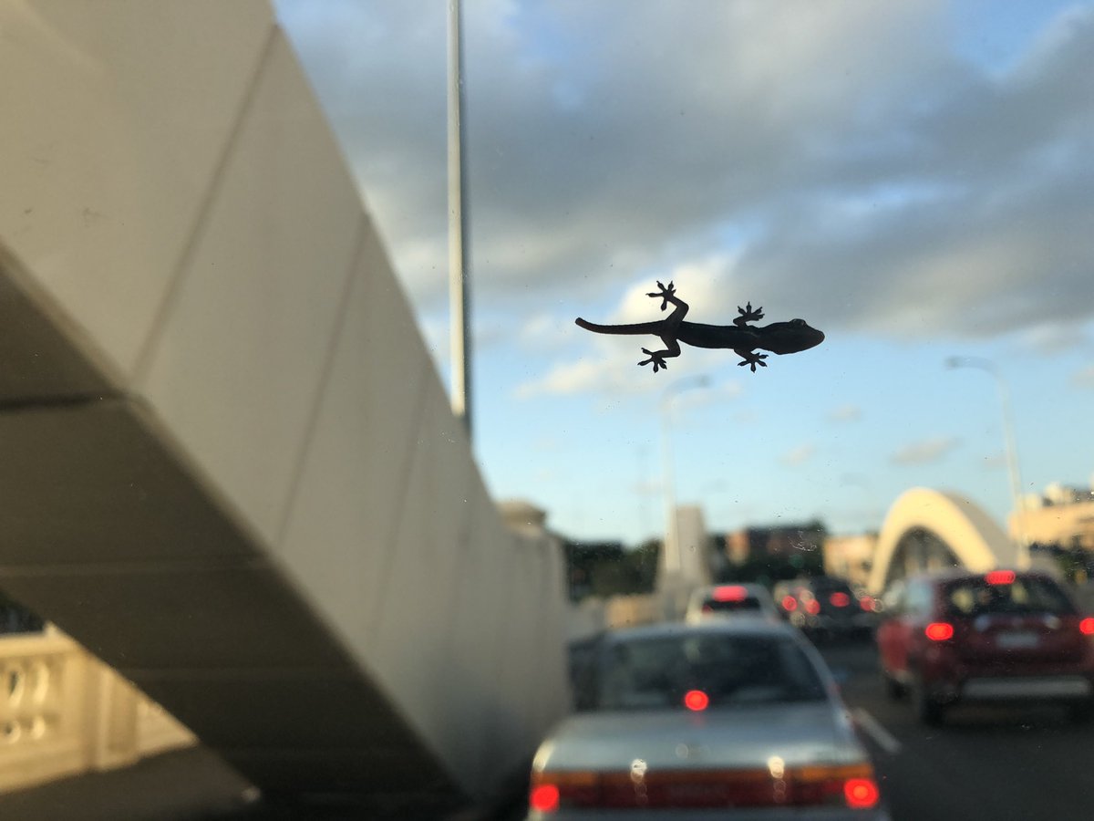 LibrarySpice's tweet image. GIANT GECKO SPOTTED FLYING OVER BRISBANE

Not really but this little guy clung to my windscreen all the way home
#stowaway
#asianhousegecko
#roadtrippin
#aliens