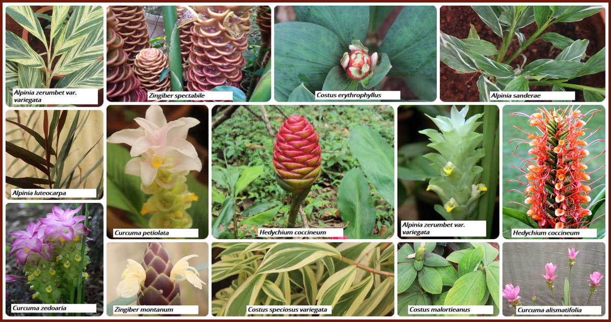 icarindia's tweet photo. Ornamental gingers are versatile group of  plants &amp; come in a wide range of shapes, sizes and colours. They  have beautiful and brightly  coloured flowers from the order zingiberales. The ICAR-IISR , Kozhikode has a rich collection of imp.  ornamental gingers in its conservatory. https://t.co/eEf0gGgOin