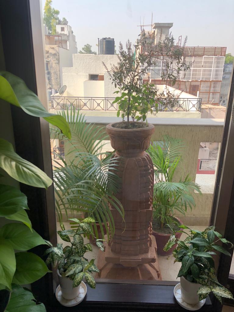 nilamadhabpanda's tweet photo. Tulsi Plant at home , something to heal the mind, body and spirit, Grew up seeing this, It was, and still is, believed to protect the whole family from evil and bring good luck 🌿🍃🙂🙏 #GoodVibes
#MondayMotivation https://t.co/0Hel2xvFiL