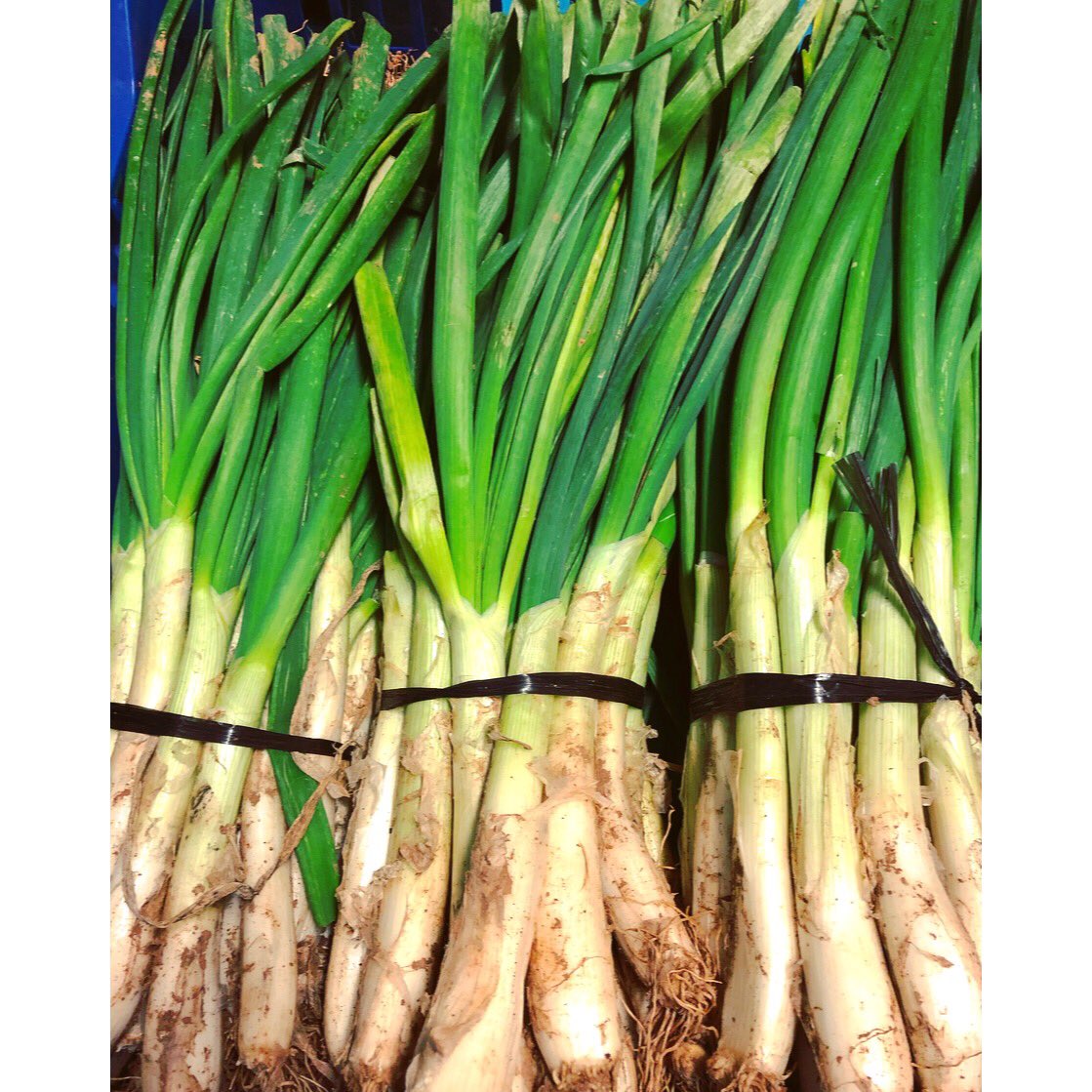 Calcot onions are now in stock! Be quick because the season is short! #iaharris #calcotonions #seasonal #freshproduce #fresh #produce #february #vegetables #fruit #salad #wholesale #morning #london #healthy #newcoventgardenmarket