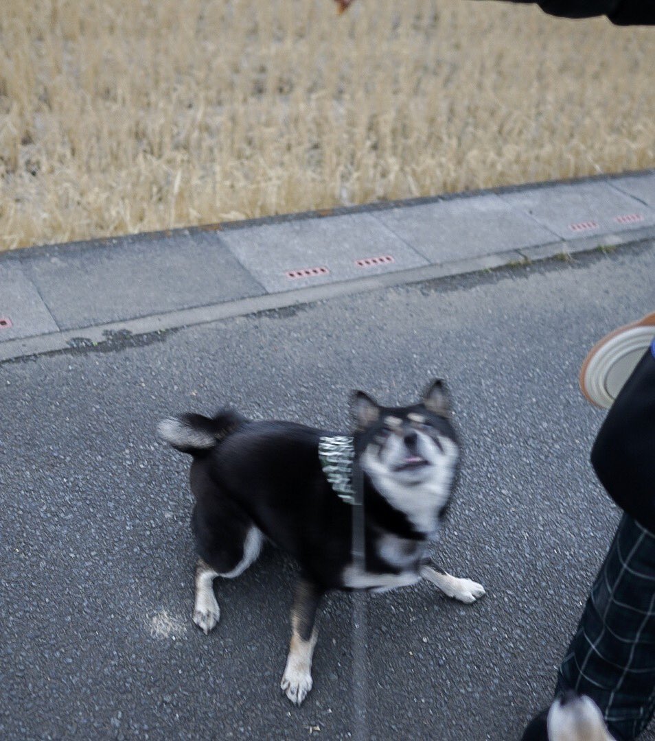 犬界の まとめ 広瀬すず 吉沢亮 綾瀬はるか Togetter