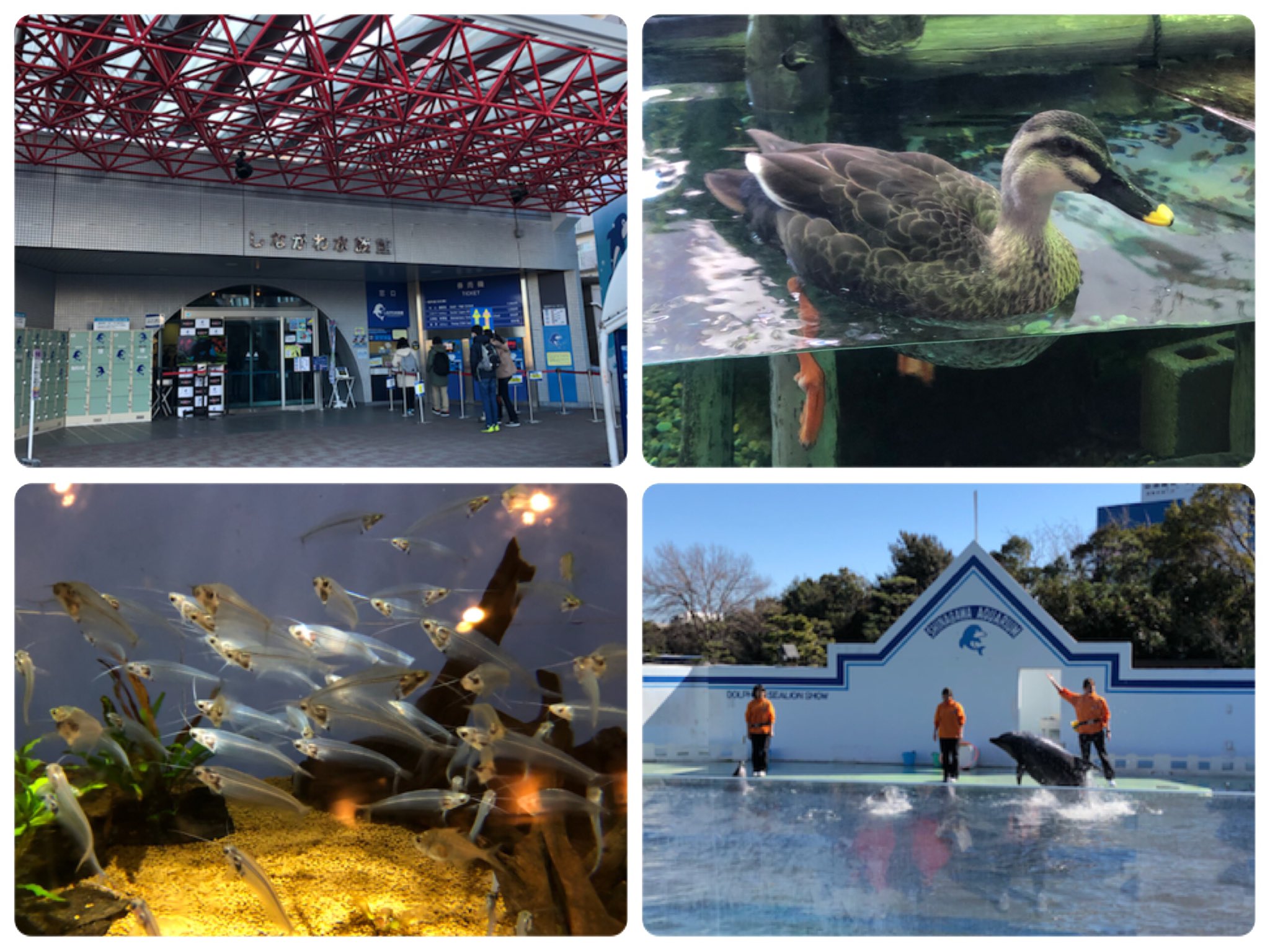 あさつ やがて君になる 聖地巡礼 しながわ水族館 品川のもう一つの水族館 規模は小さいけど魚の解説パネルが多くて水族館オタク的には超楽しめた 入ってすぐカルガモがいてびっくりしたw あ 特に深い意味はありません メンダコガチャがあったよ