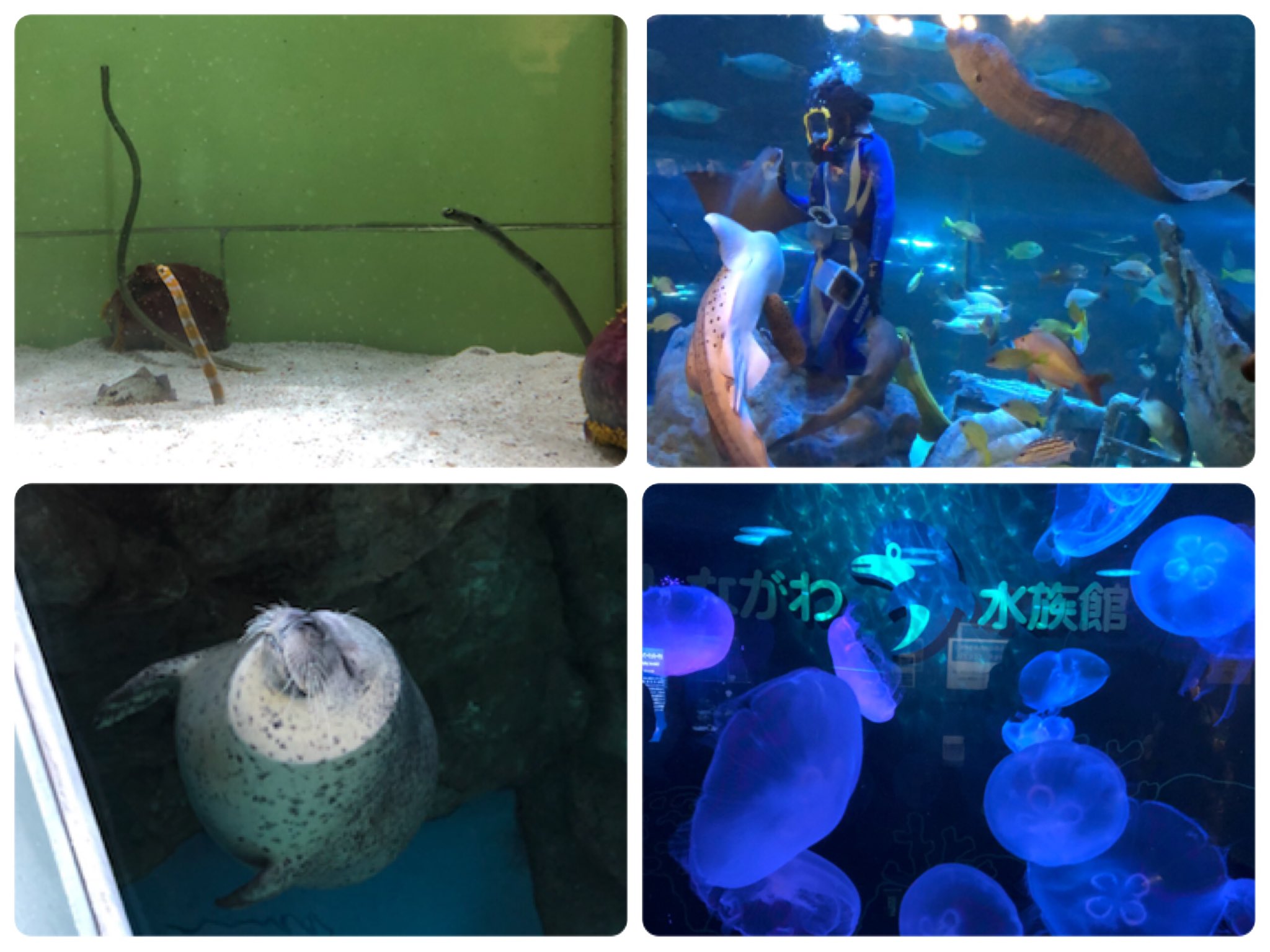 あさつ やがて君になる 聖地巡礼 しながわ水族館 品川のもう一つの水族館 規模は小さいけど魚の解説パネルが多くて水族館オタク的には超楽しめた 入ってすぐカルガモがいてびっくりしたw あ 特に深い意味はありません メンダコガチャがあったよ