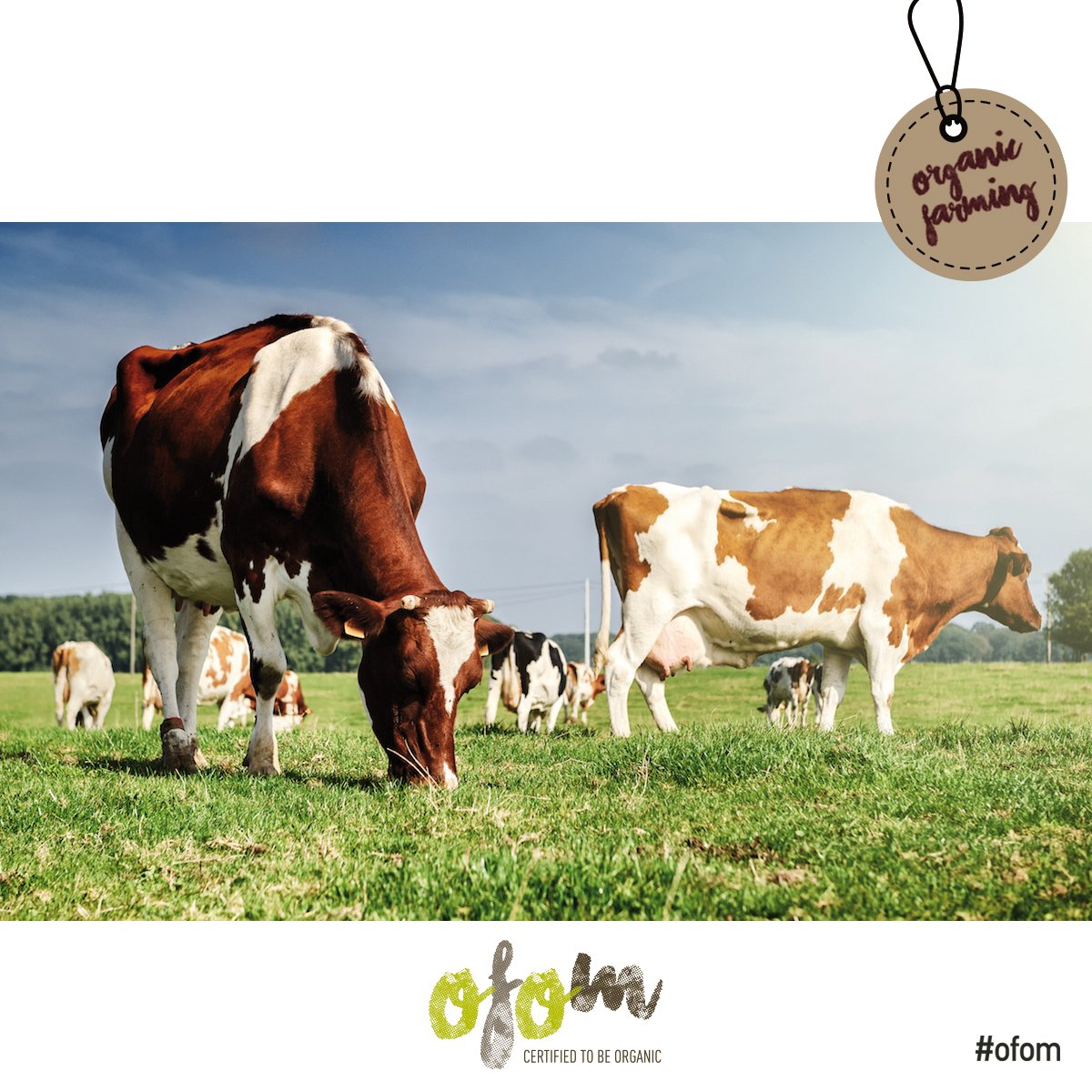 ofom_eu's tweet photo. Livestock feeding is very important in #organic breeding. Farmers must provide 100% organic food to their cattle in order to market their products as organic and use the EU logo. To learn more, please click here: https://t.co/DhZCWWf80n https://t.co/PWiEhpVVXA