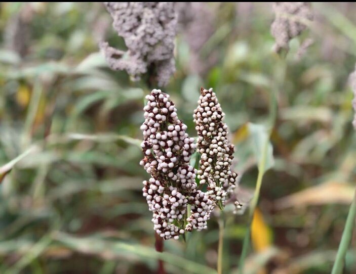Africa Harvest Biotech Foundation International tweet media
