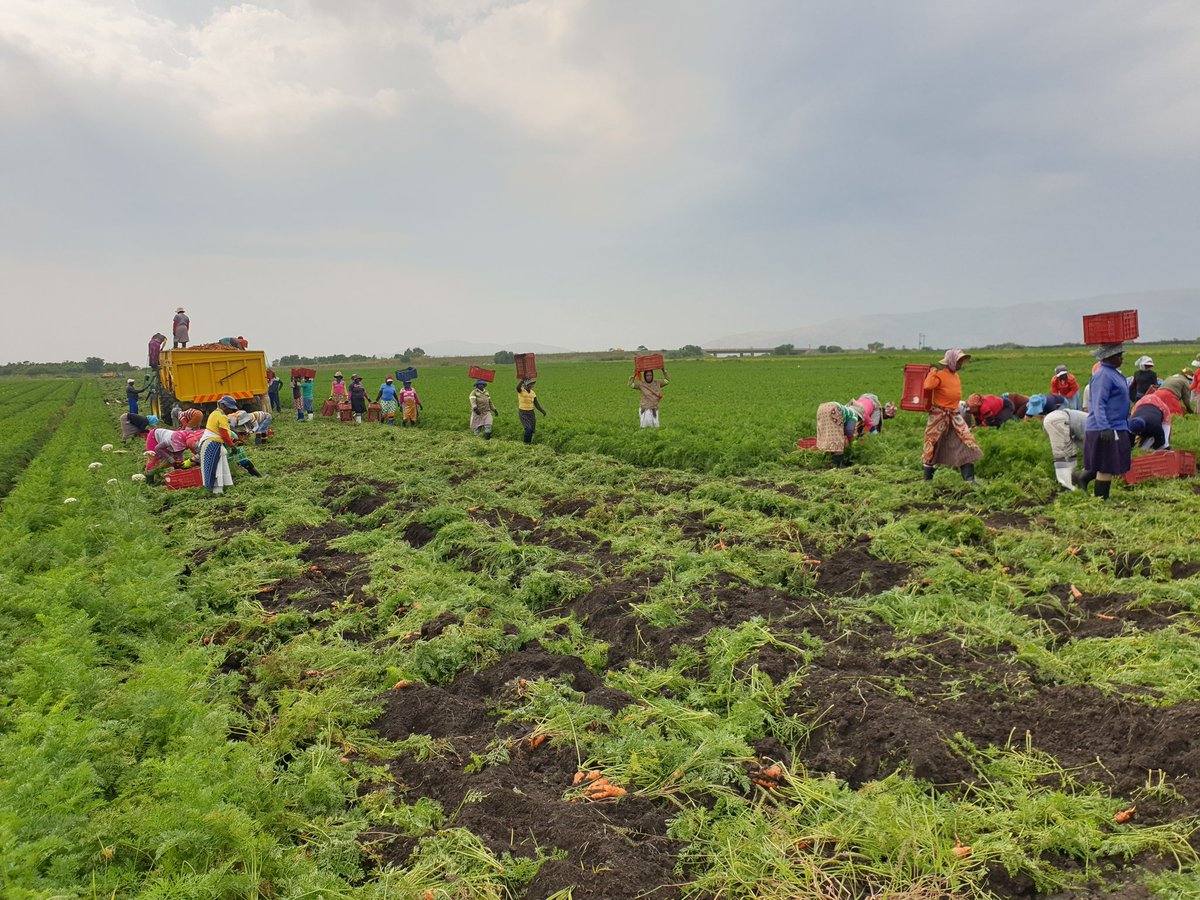 First carrot harvest for 2019!
#carrots #freshproduce #sustainableagriculture #vegetables #healthysoil #farming
