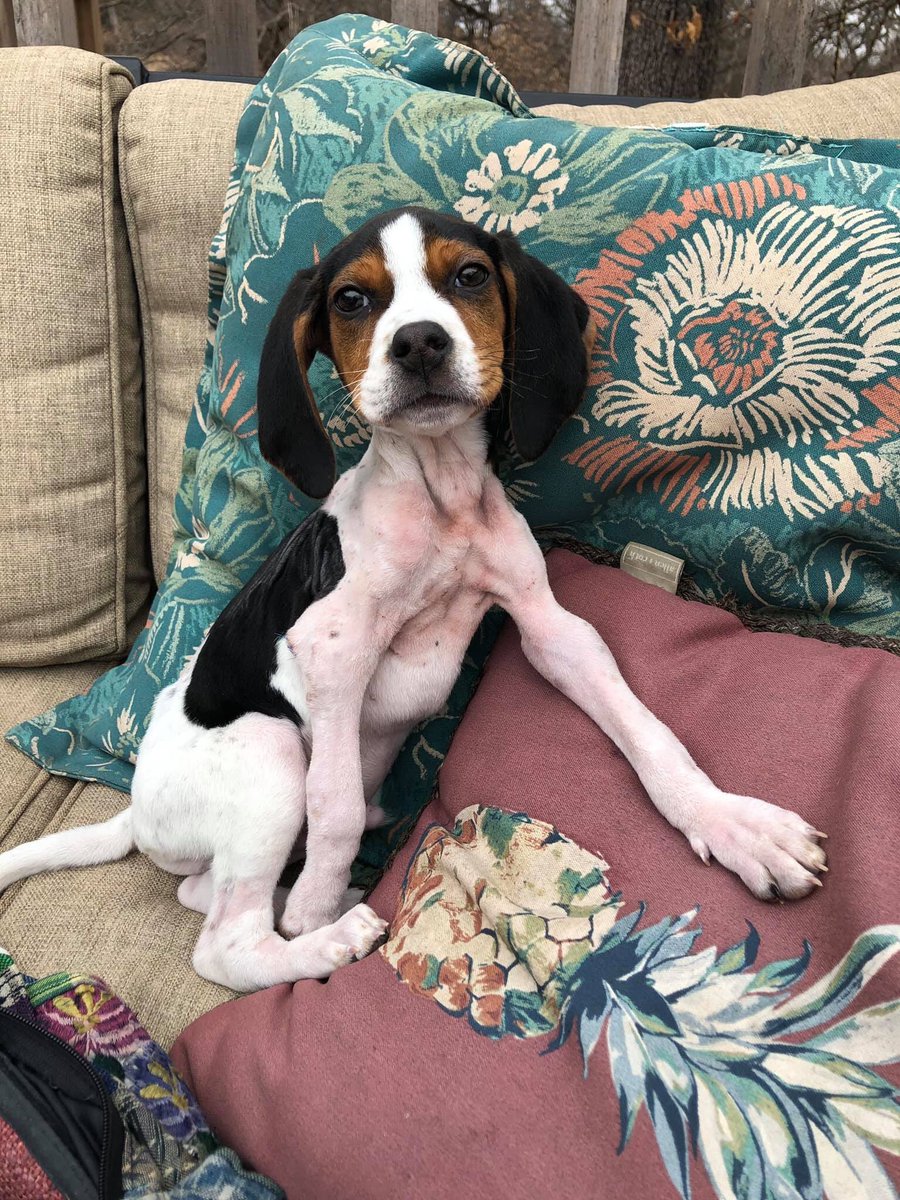 WeRateDogs tweet media