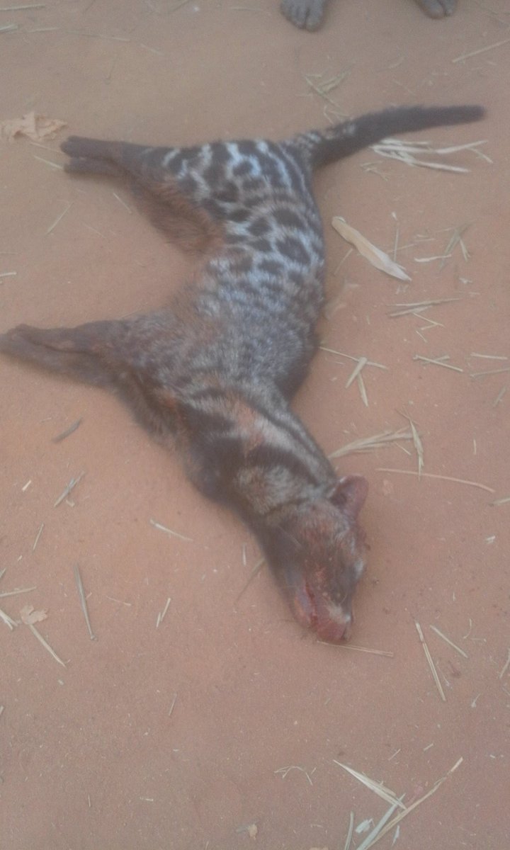 Two tigers killed yesterday at the back of Ibori Golf Club Asaba.